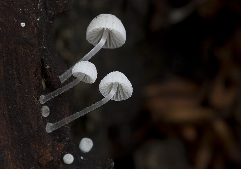 Mycena tenerrima